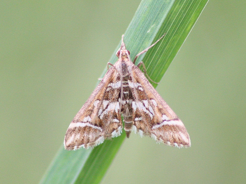 Crambidae o Pyralidae da ID